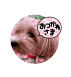 愉快な「かるーあ」スタンプ（個別スタンプ：27）