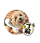 愉快な「かるーあ」スタンプ（個別スタンプ：29）