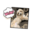 愉快な「かるーあ」スタンプ（個別スタンプ：31）