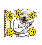 愉快な「かるーあ」スタンプ（個別スタンプ：37）