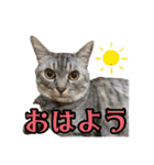 キジトラ猫かんたの使える日常会話（個別スタンプ：2）