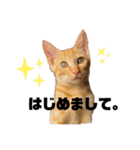 #トラくんの日常1（個別スタンプ：1）