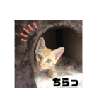 #トラくんの日常1（個別スタンプ：2）