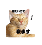 #トラくんの日常1（個別スタンプ：6）