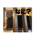#トラくんの日常1（個別スタンプ：11）