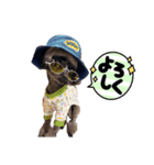 チワプー挨拶スタンプ（個別スタンプ：6）