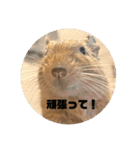 毎日使える！可愛いデグーのスタンプ2（個別スタンプ：3）