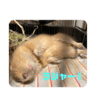 毎日使える！可愛いデグーのスタンプ2（個別スタンプ：7）