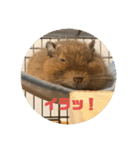毎日使える！可愛いデグーのスタンプ2（個別スタンプ：10）
