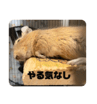 毎日使える！可愛いデグーのスタンプ2（個別スタンプ：11）