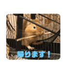 毎日使える！可愛いデグーのスタンプ2（個別スタンプ：17）