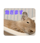 毎日使える！可愛いデグーのスタンプ2（個別スタンプ：18）