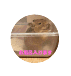 毎日使える！可愛いデグーのスタンプ2（個別スタンプ：23）