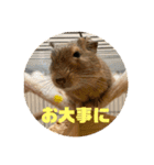 毎日使える！可愛いデグーのスタンプ2（個別スタンプ：28）