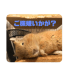 毎日使える！可愛いデグーのスタンプ2（個別スタンプ：30）