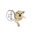 ぼー 敬語（個別スタンプ：1）