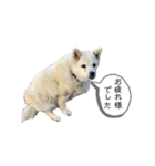 ぼー 敬語（個別スタンプ：11）