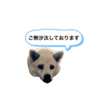 ぼー 敬語（個別スタンプ：16）