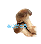 キノコ様の会話（個別スタンプ：4）