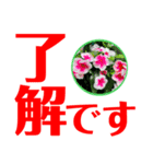 デカ文字日日草（個別スタンプ：1）