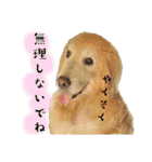 ゴールデンレトリバーcandy（個別スタンプ：10）