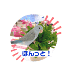 マメルリハのリル6（個別スタンプ：2）