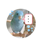 マメルリハのリル6（個別スタンプ：4）