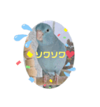 マメルリハのリル6（個別スタンプ：6）