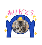 はぎも3ニャンズ（個別スタンプ：1）