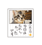 はぎも3ニャンズ（個別スタンプ：2）