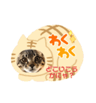 はぎも3ニャンズ（個別スタンプ：11）