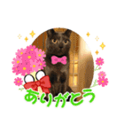 はぎも3ニャンズ（個別スタンプ：15）