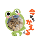 はぎも3ニャンズ（個別スタンプ：19）