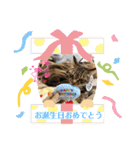 はぎも3ニャンズ（個別スタンプ：23）