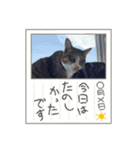 ねこねこいっしょ2（個別スタンプ：1）