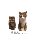 ねこねこいっしょ2（個別スタンプ：2）
