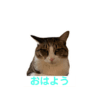 ねこねこいっしょ2（個別スタンプ：3）