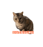 ねこねこいっしょ2（個別スタンプ：4）
