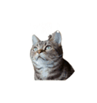 ねこねこいっしょ2（個別スタンプ：5）
