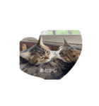 ねこねこいっしょ2（個別スタンプ：8）