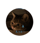 ねこねこいっしょ2（個別スタンプ：10）