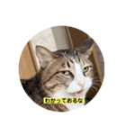 ねこねこいっしょ2（個別スタンプ：13）