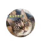 ねこねこいっしょ2（個別スタンプ：14）