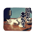 ねこねこいっしょ2（個別スタンプ：15）
