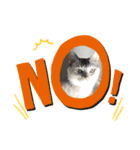 ねこねこいっしょ2（個別スタンプ：16）