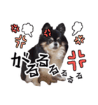 世界一可愛いコタローのスタンプ（個別スタンプ：3）