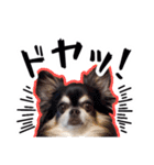 世界一可愛いコタローのスタンプ（個別スタンプ：4）