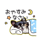 世界一可愛いコタローのスタンプ（個別スタンプ：11）