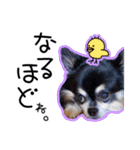 世界一可愛いコタローのスタンプ（個別スタンプ：12）