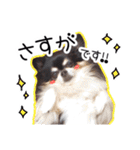 世界一可愛いコタローのスタンプ（個別スタンプ：13）